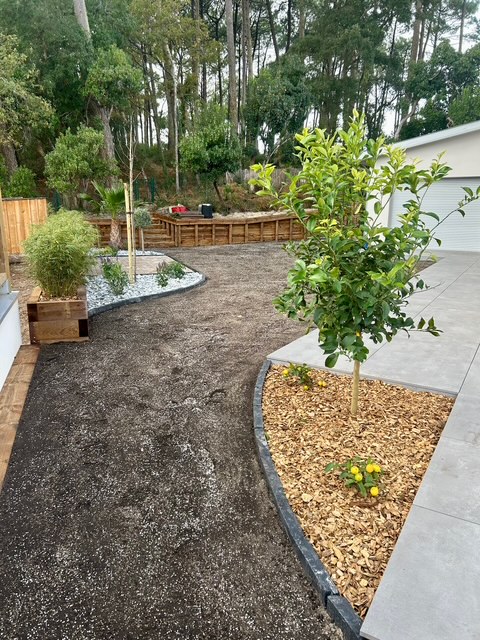 Homme relaxé près d'un olivier bonsaï dans son jardin Un homme souriant en t-shirt vert et short beige assis à côté d'un olivier bonsaï dans un jardin aménagé.
