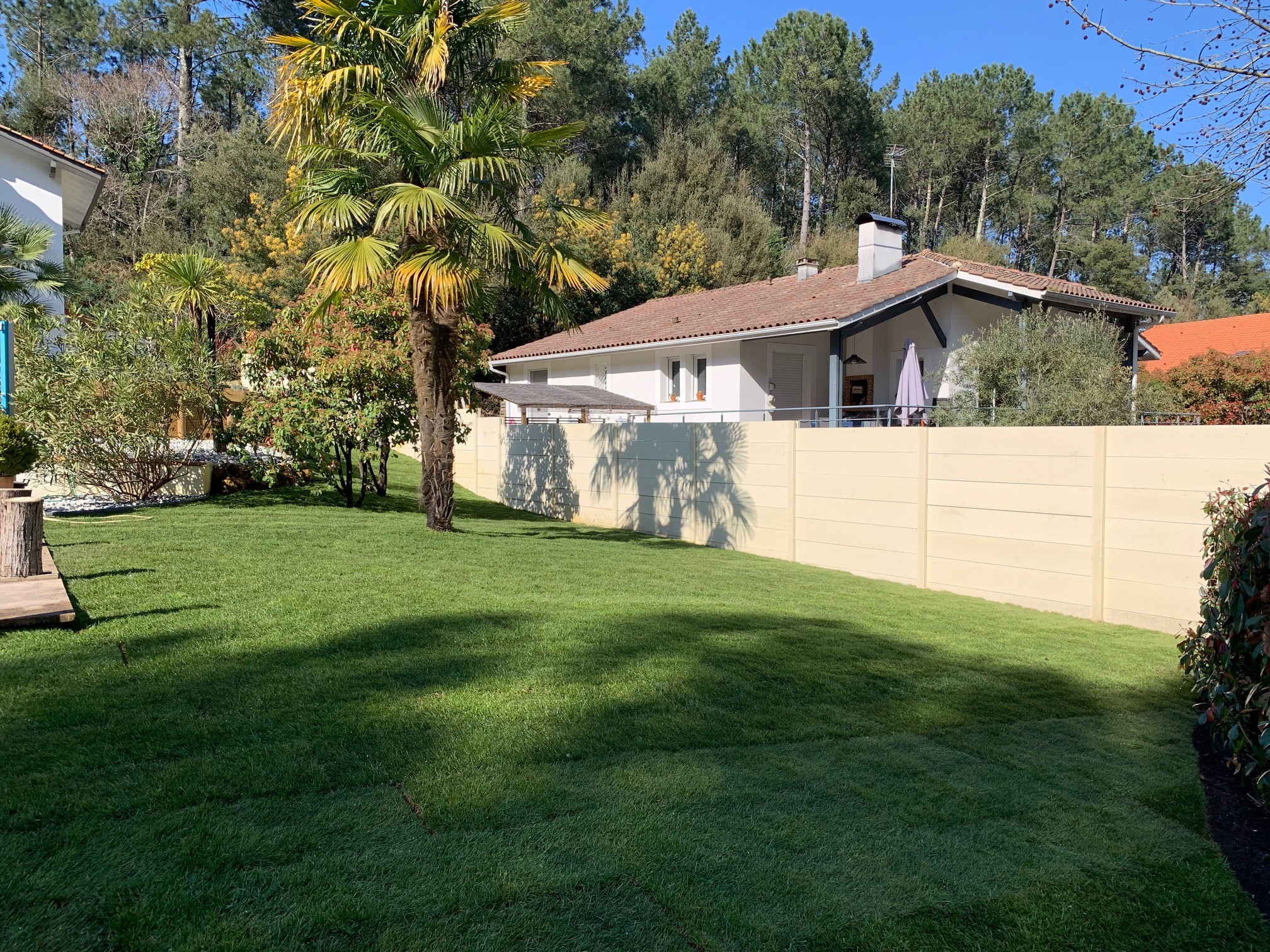 Homme relaxé près d'un olivier bonsaï dans son jardin Un homme souriant en t-shirt vert et short beige assis à côté d'un olivier bonsaï dans un jardin aménagé.